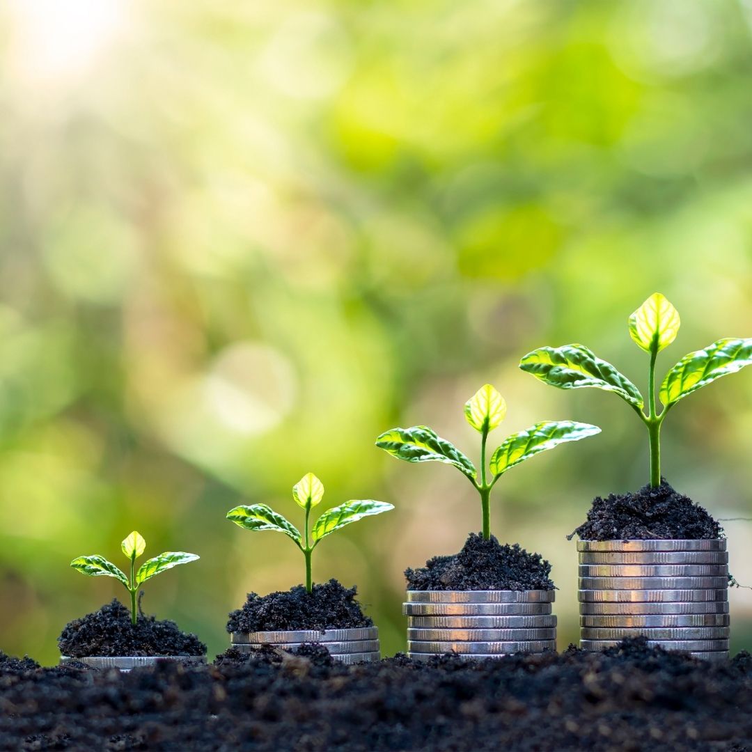 Four seedlings in a row in front of a treeline