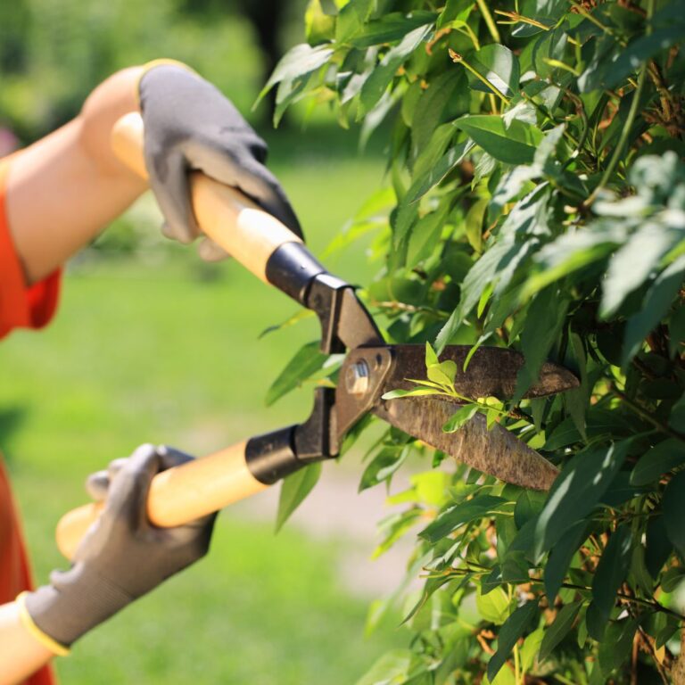 Trimming a tree branch