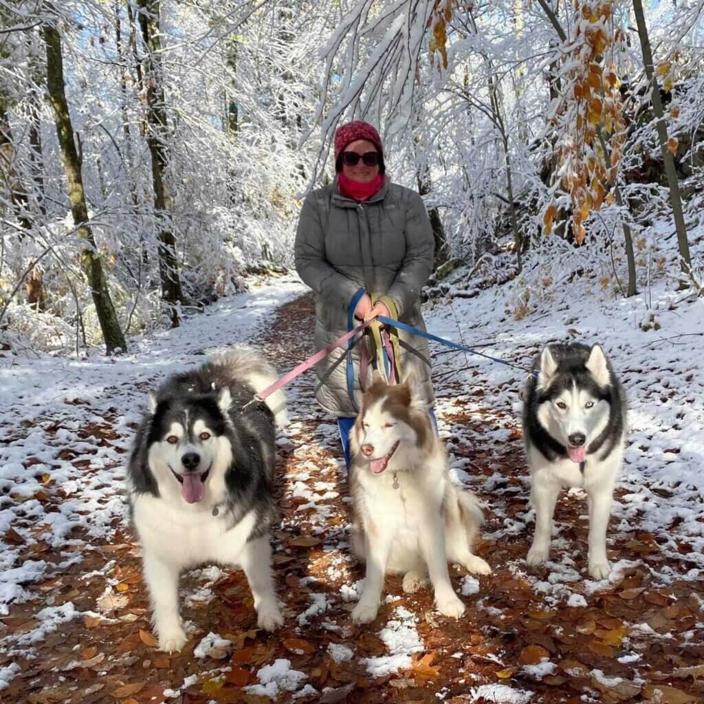 Woman walking three huskies on a snowy forest trail, showcasing a winter landscape with fallen leaves and snow-covered trees.