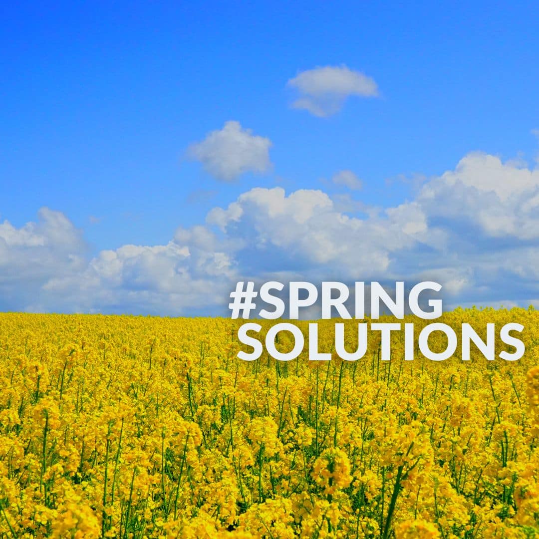 a field of yellow flowers against a clear blue sky with the words #spring solution