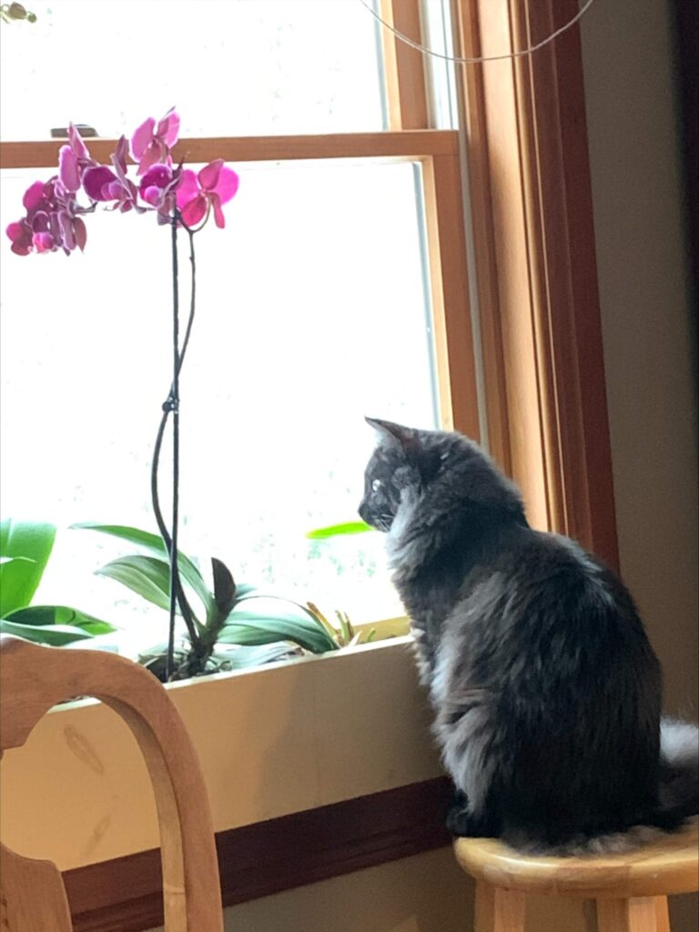 Maine Coon cat sitting on a stool by a window, gazing outside, with pink orchids and green plants in the foreground.