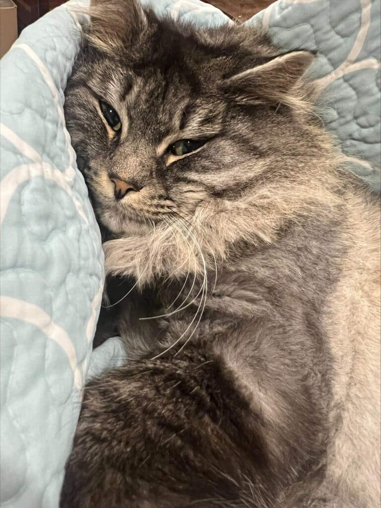 Maine Coon cat relaxing on a blue quilt, showcasing its fluffy fur and expressive eyes, representing Coach Pamela's personal life and love for her pets.